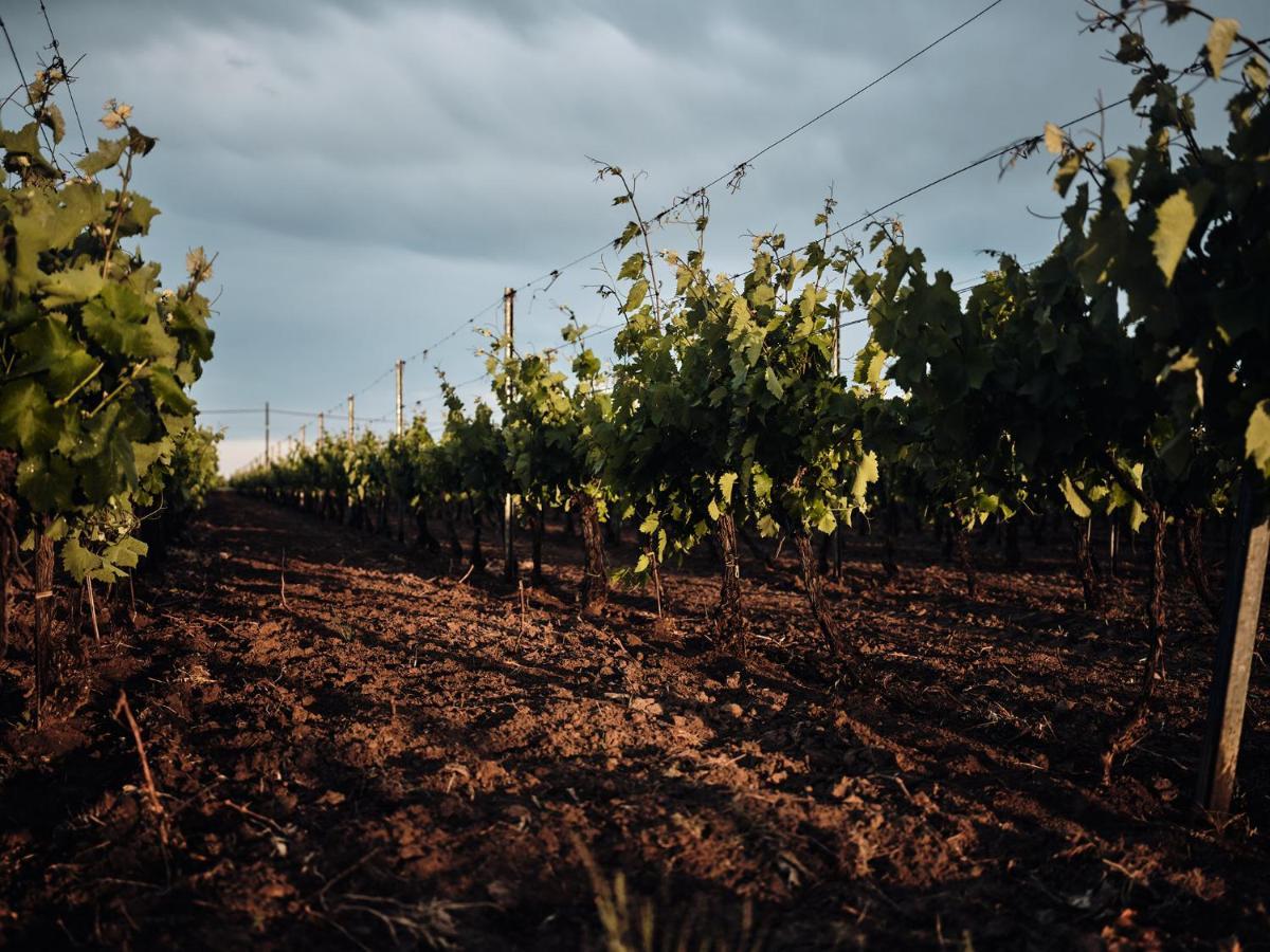 Domeniile Panciu Winery & Resort Sarbi  Екстер'єр фото